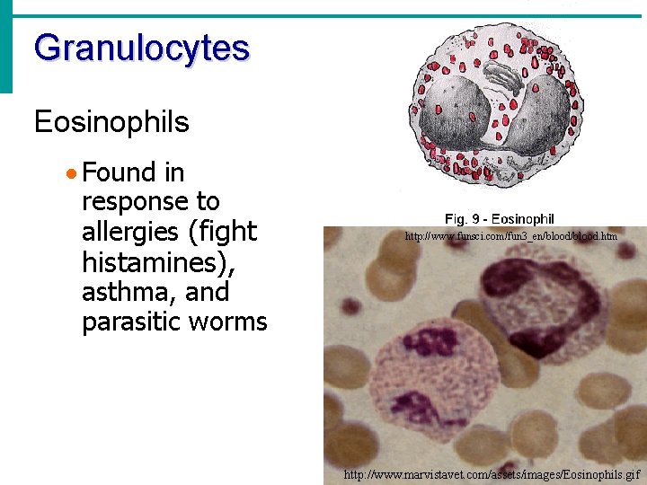 Granulocytes Eosinophils · Found in response to allergies (fight histamines), asthma, and parasitic worms