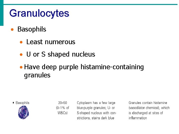 Granulocytes · Basophils · Least numerous · U or S shaped nucleus · Have