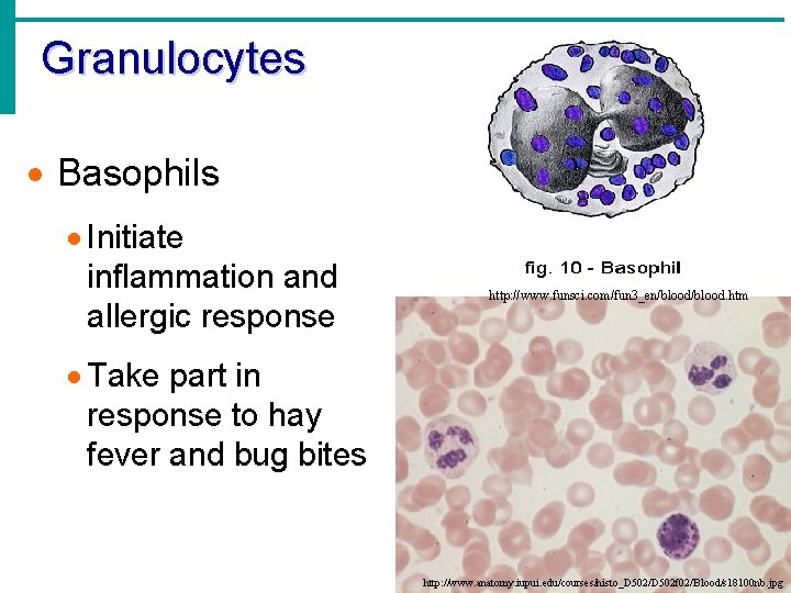 Granulocytes · Basophils · Initiate inflammation and allergic response http: //www. funsci. com/fun 3_en/blood.