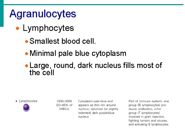 Agranulocytes · Lymphocytes · Smallest blood cell. · Minimal pale blue cytoplasm · Large,