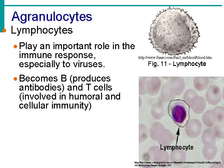 Agranulocytes · Lymphocytes · Play an important role in the immune response, especially to