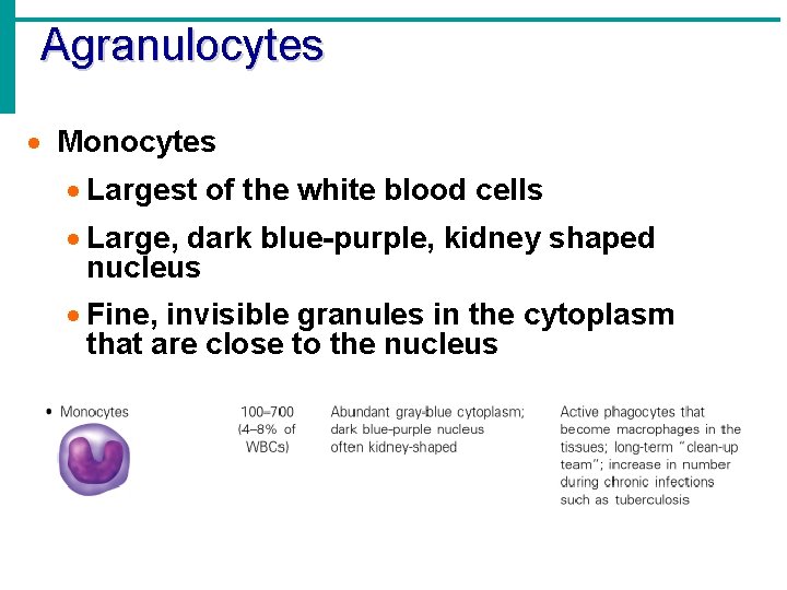 Agranulocytes · Monocytes · Largest of the white blood cells · Large, dark blue-purple,