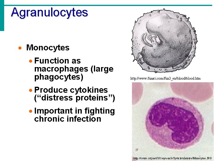 Agranulocytes · Monocytes · Function as macrophages (large phagocytes) http: //www. funsci. com/fun 3_en/blood.