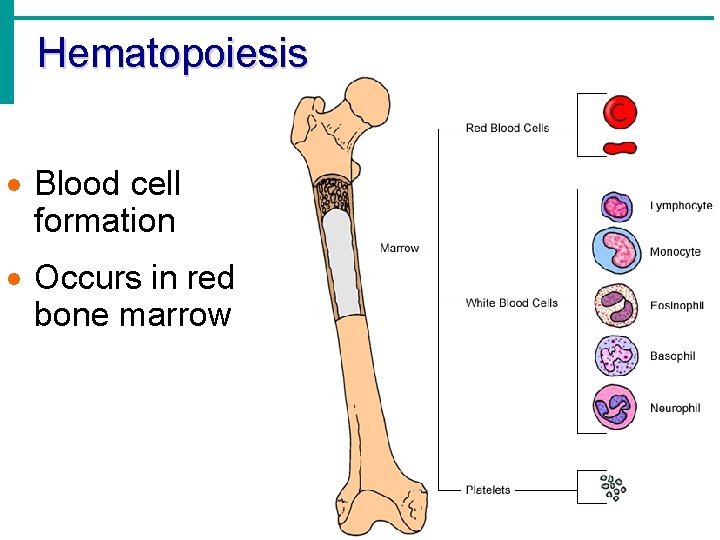 Hematopoiesis · Blood cell formation · Occurs in red bone marrow 