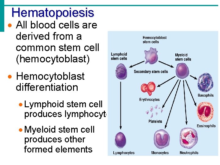 Hematopoiesis · All blood cells are derived from a common stem cell (hemocytoblast) ·