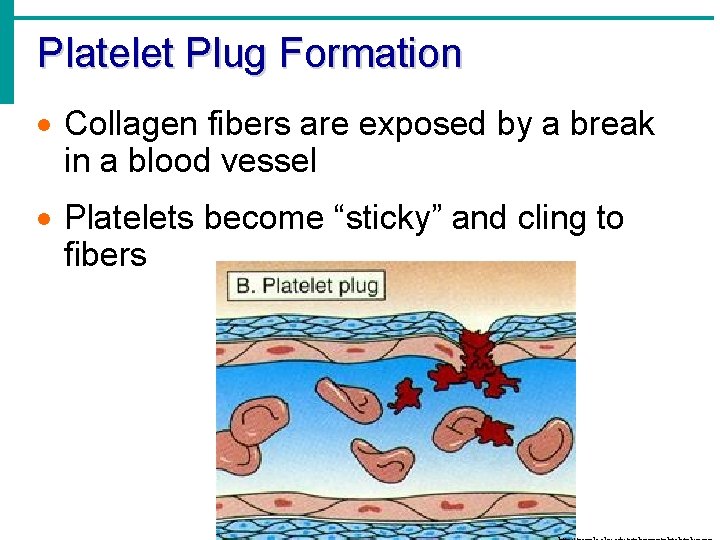 Platelet Plug Formation · Collagen fibers are exposed by a break in a blood