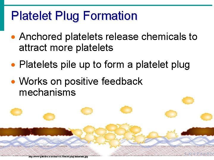 Platelet Plug Formation · Anchored platelets release chemicals to attract more platelets · Platelets