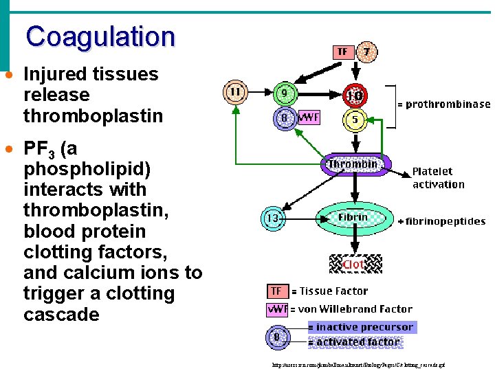 Coagulation · Injured tissues release thromboplastin · PF 3 (a phospholipid) interacts with thromboplastin,