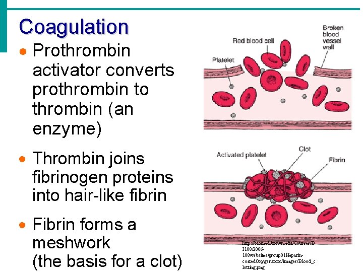 Coagulation · Prothrombin activator converts prothrombin to thrombin (an enzyme) · Thrombin joins fibrinogen