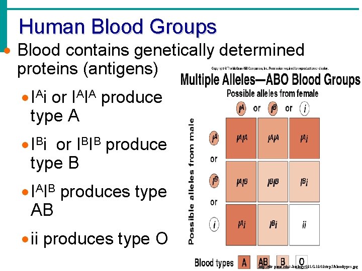 Human Blood Groups · Blood contains genetically determined proteins (antigens) · IAi or IAIA