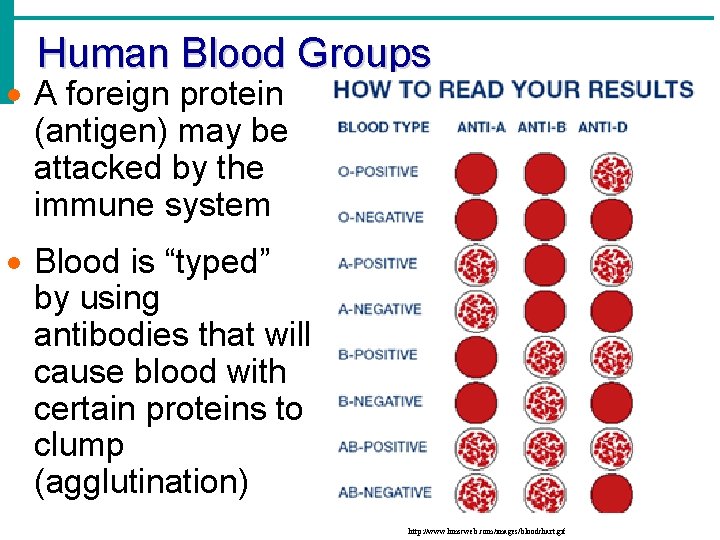 Human Blood Groups · A foreign protein (antigen) may be attacked by the immune