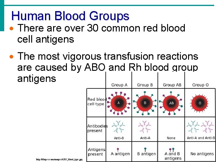 Human Blood Groups · There are over 30 common red blood cell antigens ·