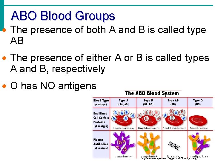 ABO Blood Groups · The presence of both A and B is called type