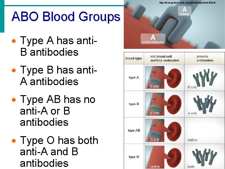 http: //learn. genetics. utah. edu/content/begin/traits/blood/ ABO Blood Groups · Type A has anti. B