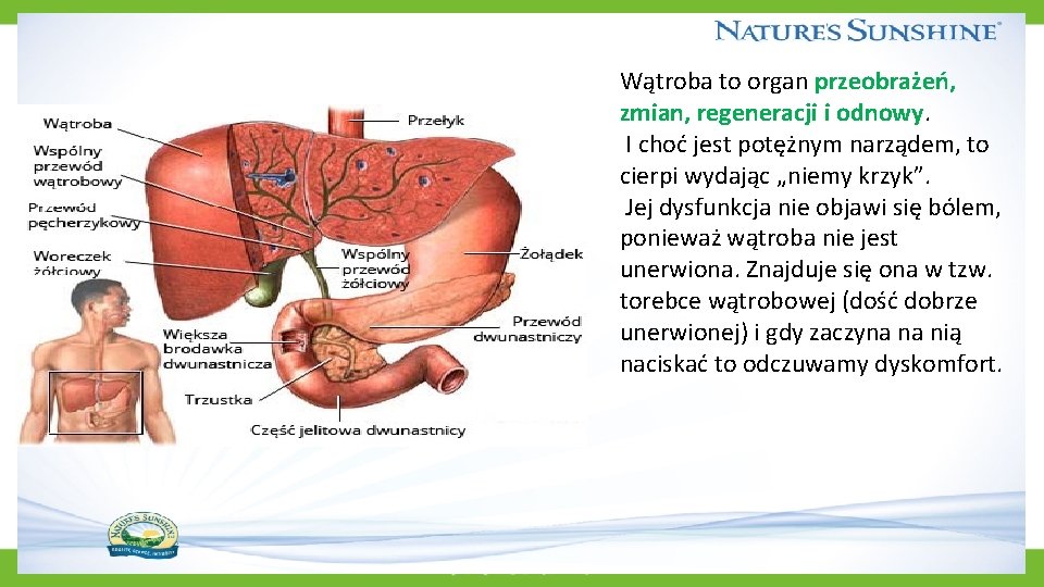 Wątroba to organ przeobrażeń, zmian, regeneracji i odnowy. I choć jest potężnym narządem, to Wątroba to organ przeobrażeń, zmian, regeneracji i odnowy. I choć jest potężnym narządem, to