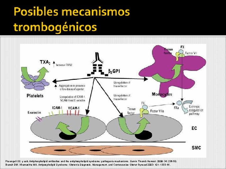 Pierangeli SS, y cols. Antiphospholipid antibodies and the antiphospholipid syndrome: pathogenic mechanisms. Semin Thromb