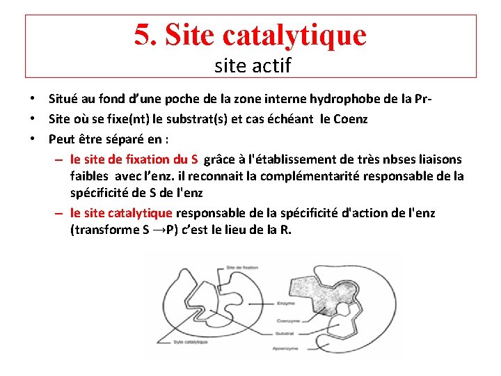 5. Site catalytique site actif • Situé au fond d’une poche de la zone