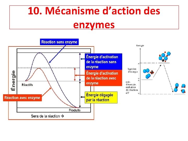 10. Mécanisme d’action des enzymes 