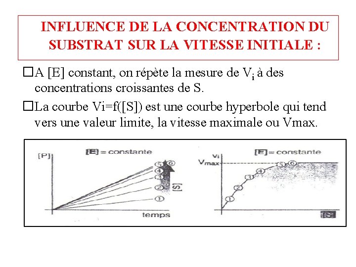 INFLUENCE DE LA CONCENTRATION DU SUBSTRAT SUR LA VITESSE INITIALE : �A [E] constant,