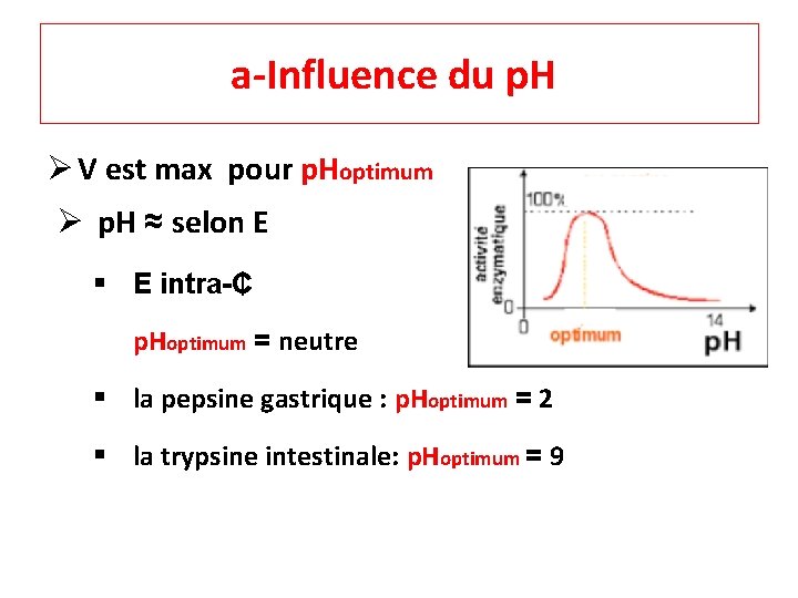  a-Influence du p. H Ø V est max pour p. Hoptimum Ø p.