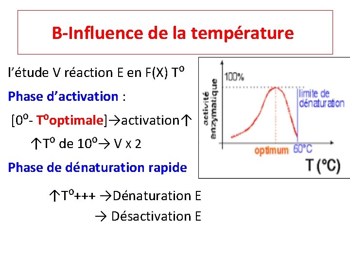 B-Influence de la température l’étude V réaction E en F(X) T⁰ Phase d’activation :