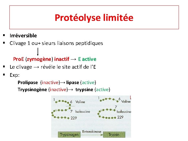 Protéolyse limitée § Irréversible § Clivage 1 ou+ sieurs liaisons peptidiques Pro. E (zymogène)