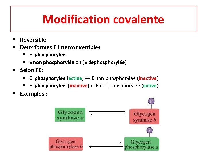 Modification covalente § Réversible § Deux formes E interconvertibles § E phosphorylée § E