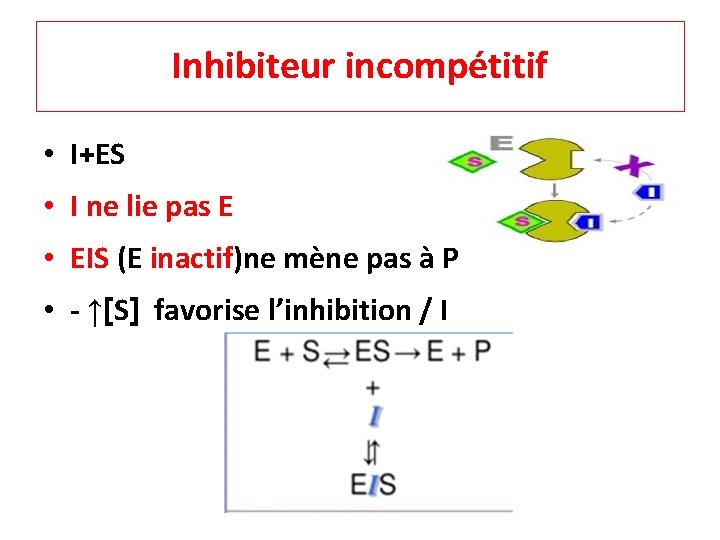 Inhibiteur incompétitif • I+ES • I ne lie pas E • EIS (E inactif)ne