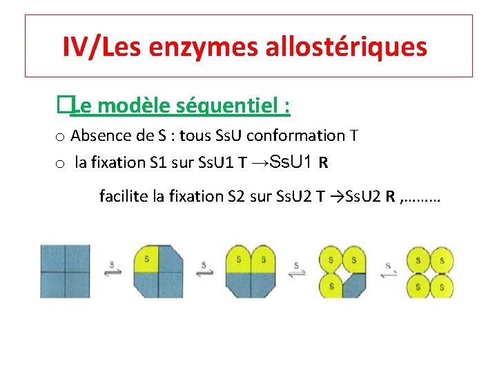 IV/Les enzymes allostériques �Le modèle séquentiel : o Absence de S : tous Ss.