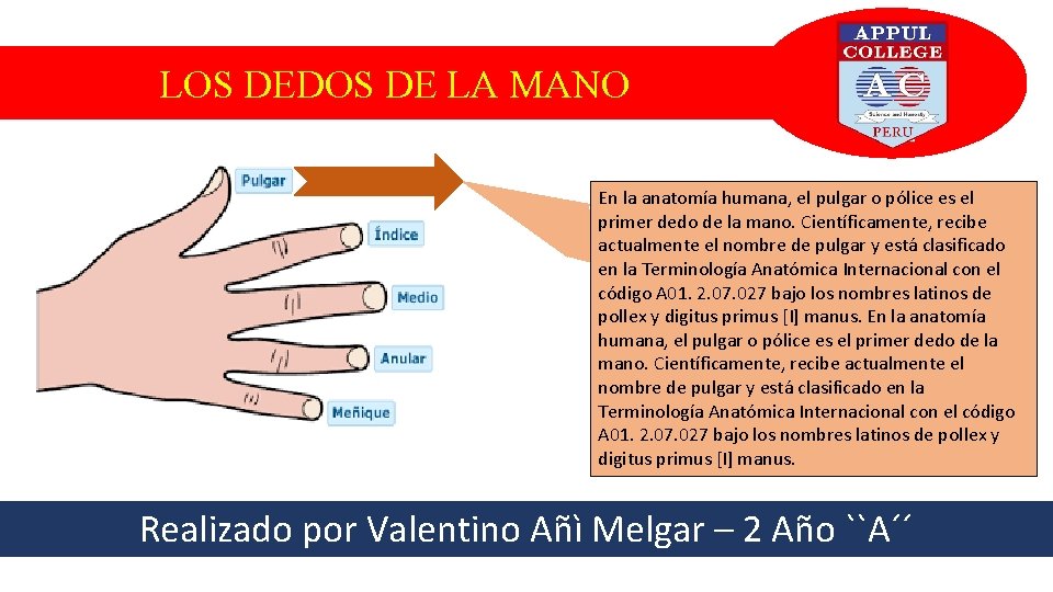 LOS DEDOS DE LA MANO En la anatomía humana, el pulgar o pólice es