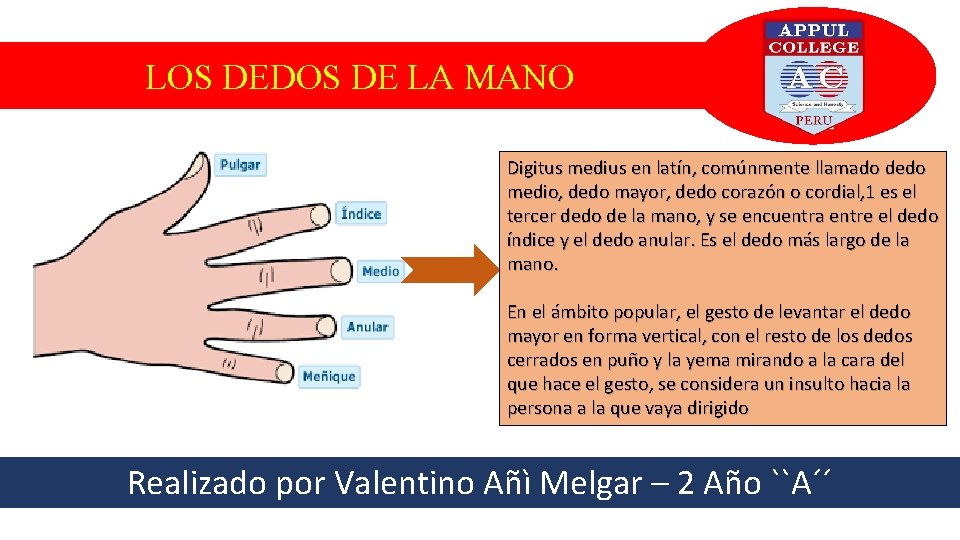 LOS DEDOS DE LA MANO Digitus medius en latín, comúnmente llamado dedo medio, dedo