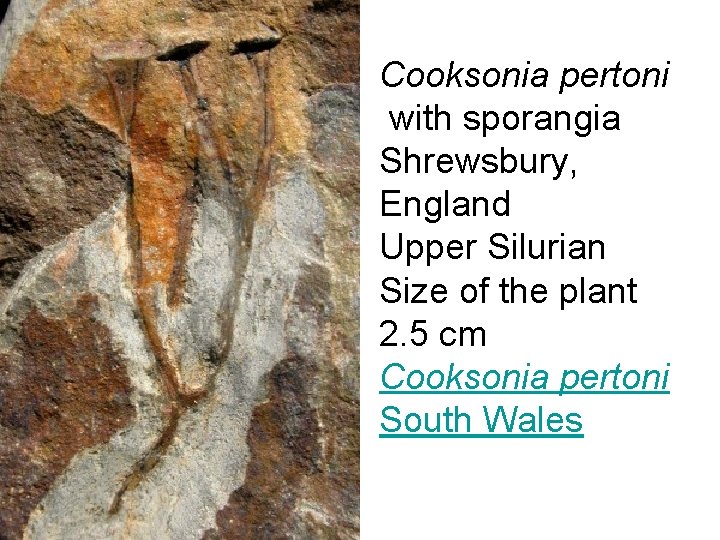 Cooksonia pertoni with sporangia Shrewsbury, England Upper Silurian Size of the plant 2. 5