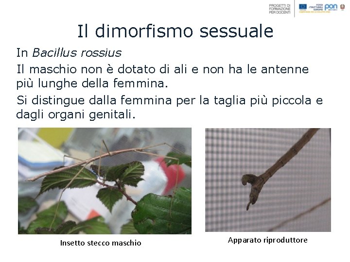 Il dimorfismo sessuale In Bacillus rossius Il maschio non è dotato di ali e