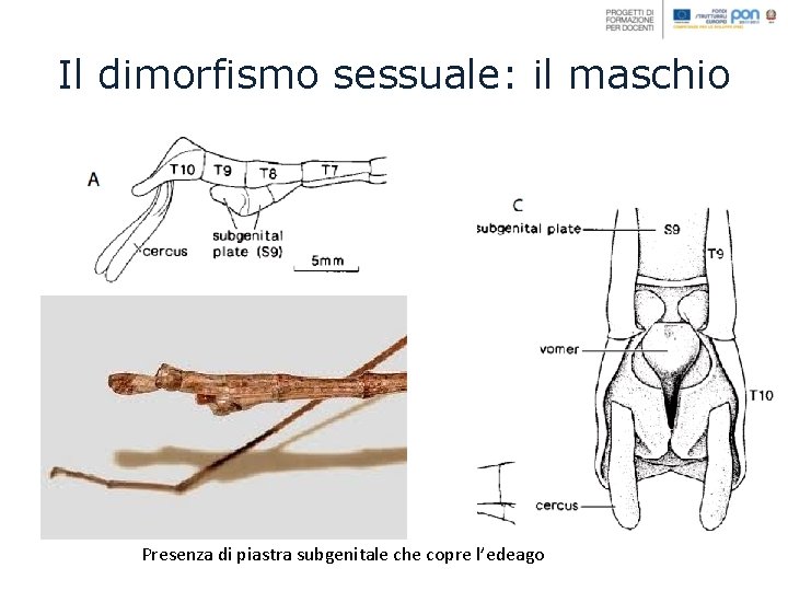 Il dimorfismo sessuale: il maschio Presenza di piastra subgenitale che copre l’edeago 