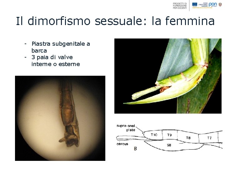 Il dimorfismo sessuale: la femmina - Piastra subgenitale a barca - 3 paia di