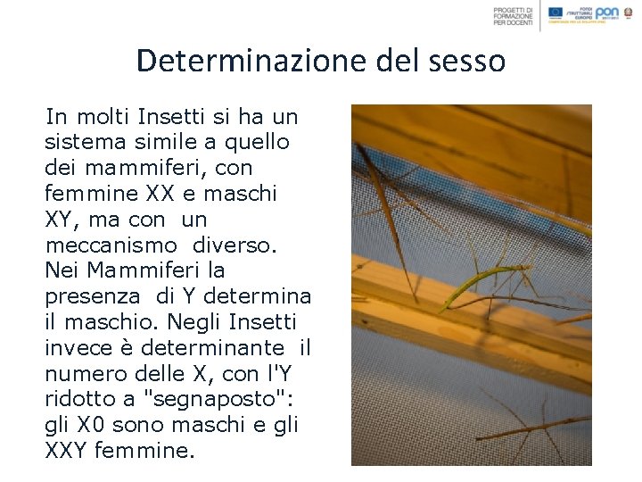 Determinazione del sesso In molti Insetti si ha un sistema simile a quello dei