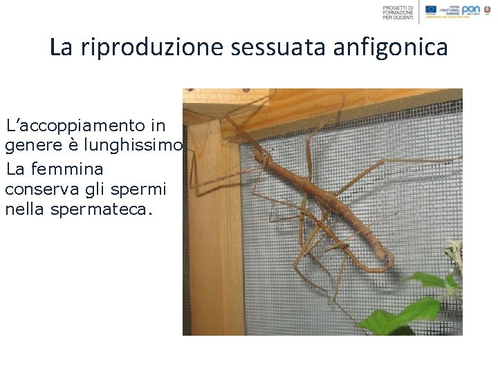 La riproduzione sessuata anfigonica L’accoppiamento in genere è lunghissimo. La femmina conserva gli spermi