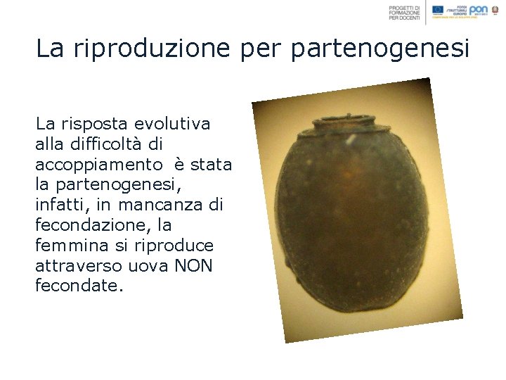 La riproduzione per partenogenesi La risposta evolutiva alla difficoltà di accoppiamento è stata la