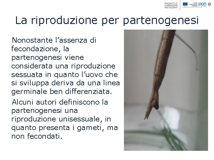 La riproduzione per partenogenesi Nonostante l’assenza di fecondazione, la partenogenesi viene considerata una riproduzione