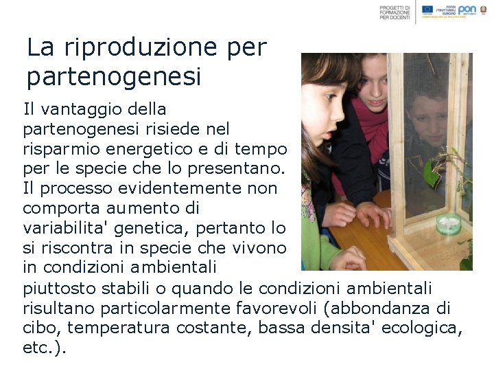 La riproduzione per partenogenesi Il vantaggio della partenogenesi risiede nel risparmio energetico e di