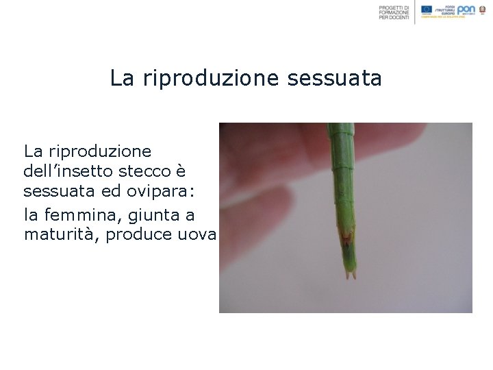 La riproduzione sessuata La riproduzione dell’insetto stecco è sessuata ed ovipara: la femmina, giunta