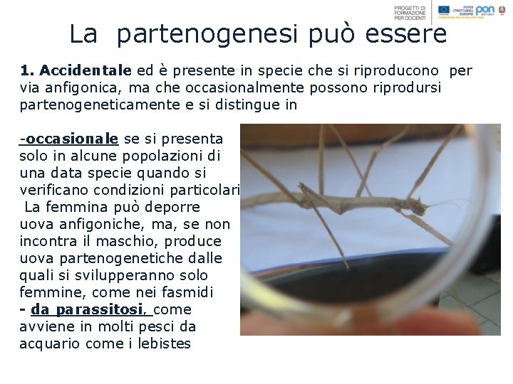 La partenogenesi può essere 1. Accidentale ed è presente in specie che si riproducono