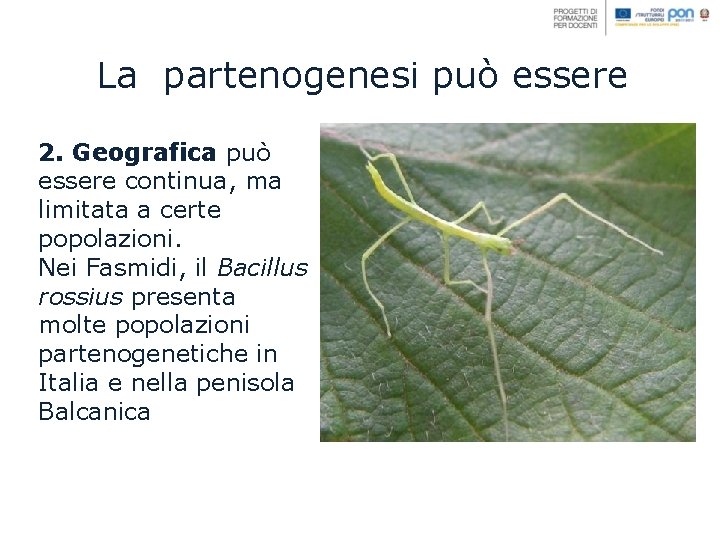 La partenogenesi può essere 2. Geografica può essere continua, ma limitata a certe popolazioni.