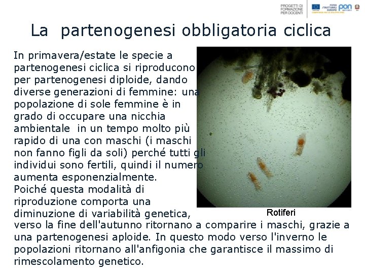 La partenogenesi obbligatoria ciclica In primavera/estate le specie a partenogenesi ciclica si riproducono per