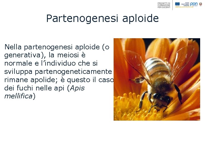 Partenogenesi aploide Nella partenogenesi aploide (o generativa), la meiosi è normale e l’individuo che