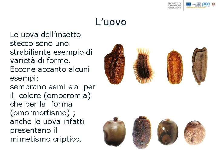 L’uovo Le uova dell’insetto stecco sono uno strabiliante esempio di varietà di forme. Eccone