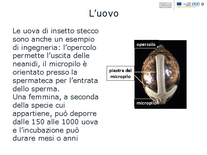 L’uovo Le uova di insetto stecco sono anche un esempio di ingegneria: l’opercolo permette