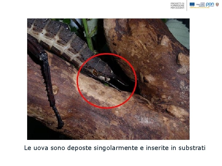 Le uova sono deposte singolarmente e inserite in substrati 