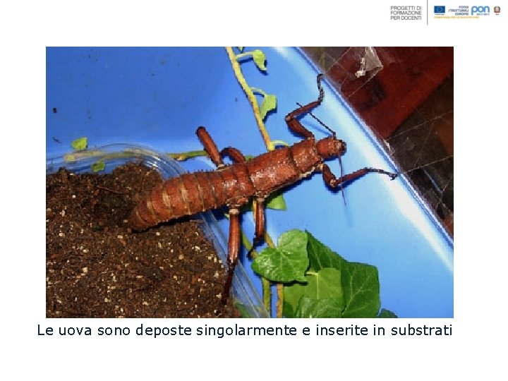 Le uova sono deposte singolarmente e inserite in substrati 