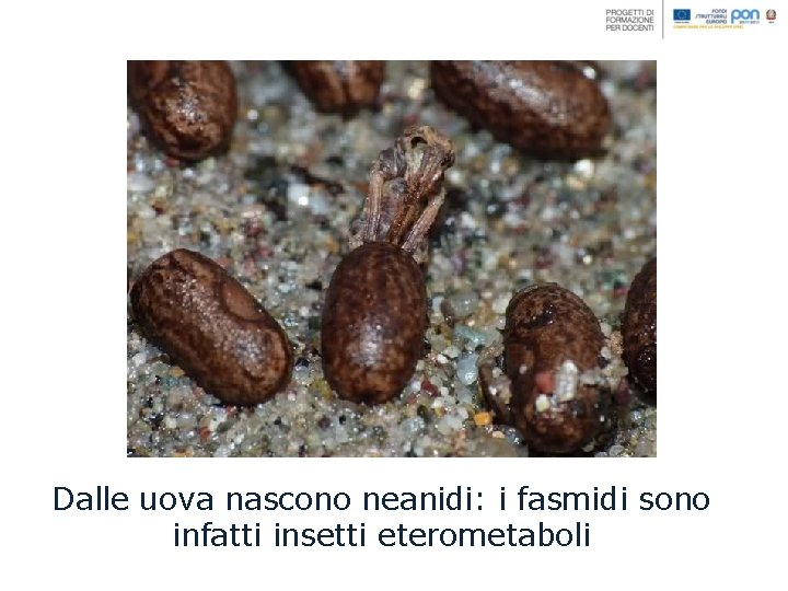 Dalle uova nascono neanidi: i fasmidi sono infatti insetti eterometaboli 